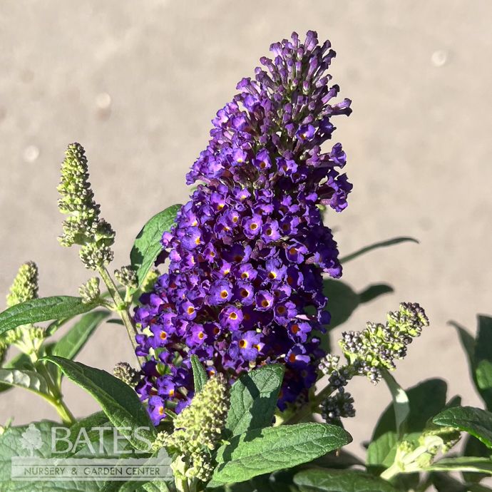 #1 Buddleia dav Little Rockstars Purple/ Dwarf Butterfly Bush