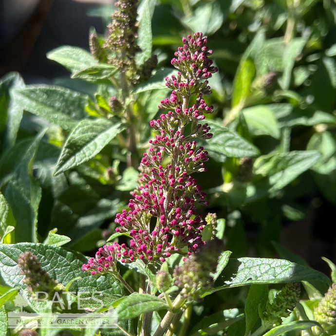 #1 Buddleia Little Rockstars Red/ Dwarf Butterfly Bush