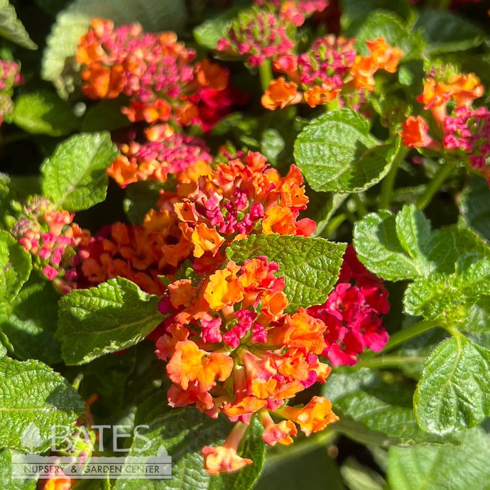 Tropical #1 Lantana Firefrost/ Pink, Orange - No Warranty