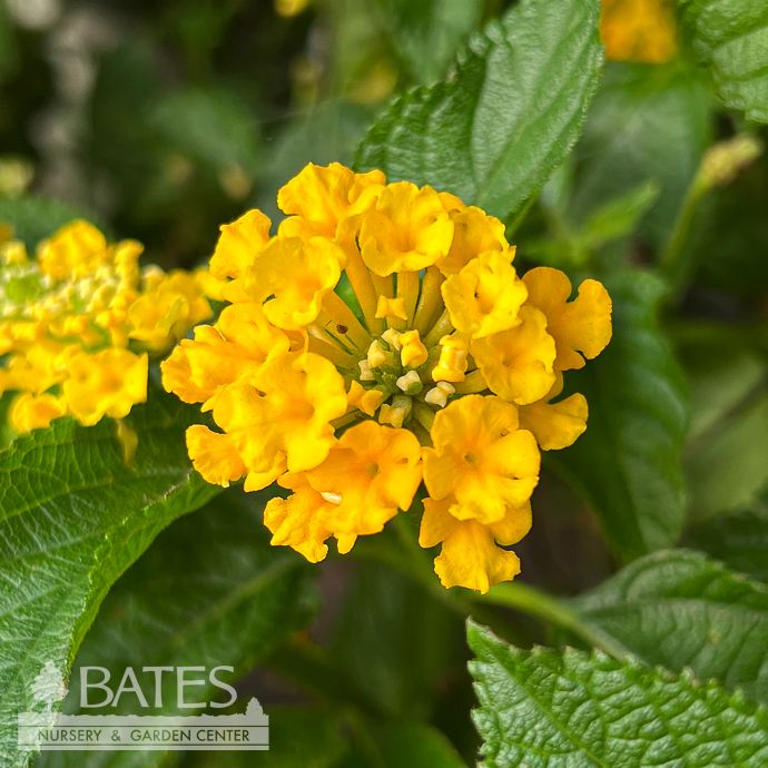Tropical Topiary Patio Tree #1 Lantana Fiesta 'Piña' (Pineapple)/ Yellow - No Warranty