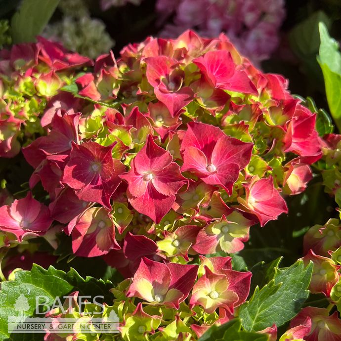 #2 Hydrangea mac Hi &#39;Fire&#39;/ Bigleaf Red to Purple