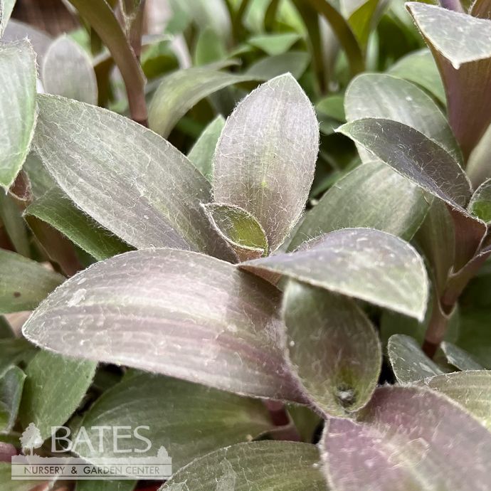 4p! Tradescantia White Velvet /Tropical