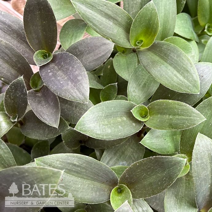4p! Tradescantia White Velvet /Tropical