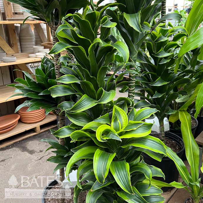 10p! Dracaena Tornado Cane 3.2.1 /Tropical