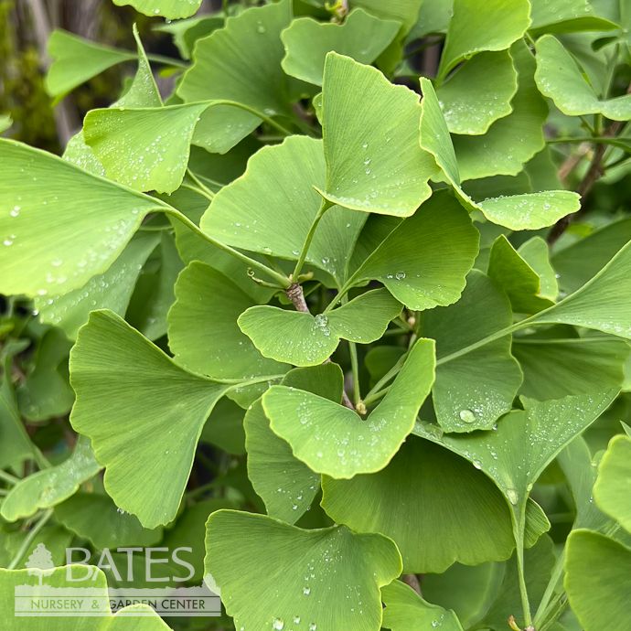 #7 Ginkgo bil Tschi Tschi/ Dwarf Maidenhair Tree (Male)