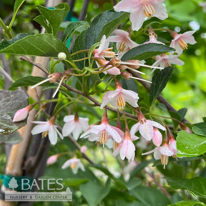 #7 48&quot; Styrax japonicus Pink Chimes/ Japanese Snowbell