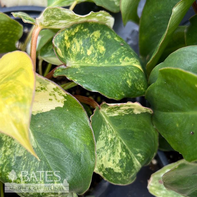 3p! Philodendron Burle Marx Albo Variegated /Tropical
