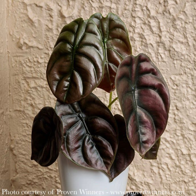 3p! Alocasia Cuprea / Mythic &#39;Red Secret&#39; /Tropical