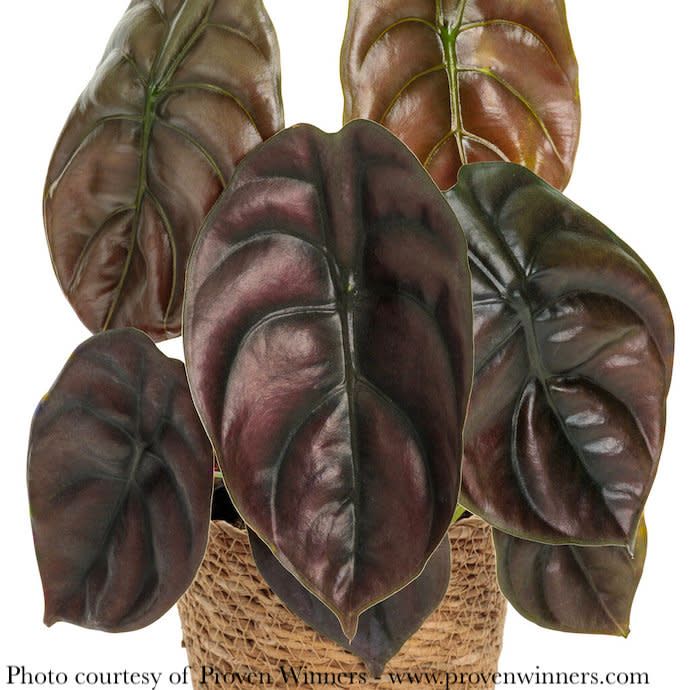 3p! Alocasia Cuprea / Mythic &#39;Red Secret&#39; /Tropical