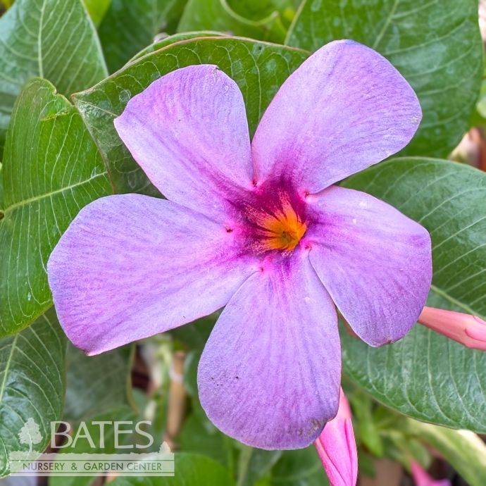 Tropical #1 STK Mandevilla Sun Parasol &#39;Bluephoria&#39; - No Warranty