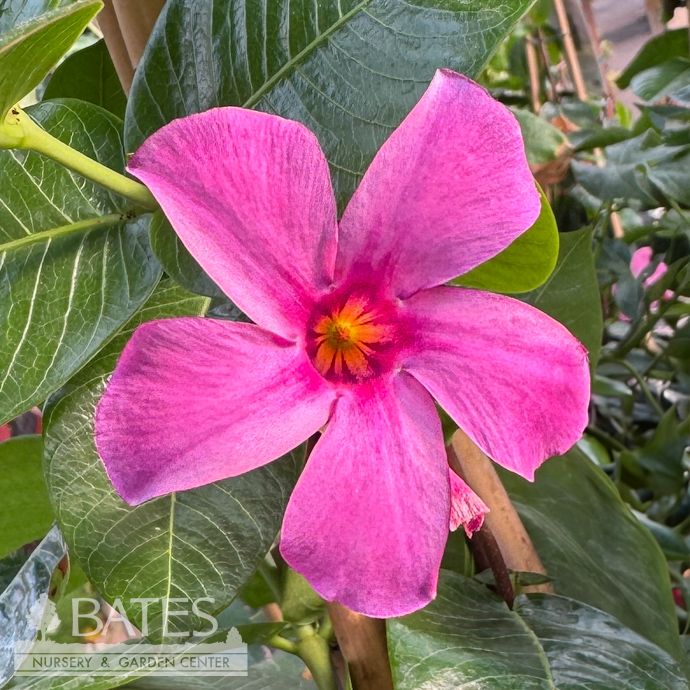 Tropical #1 STK Mandevilla Sun Parasol &#39;Bluephoria&#39; - No Warranty