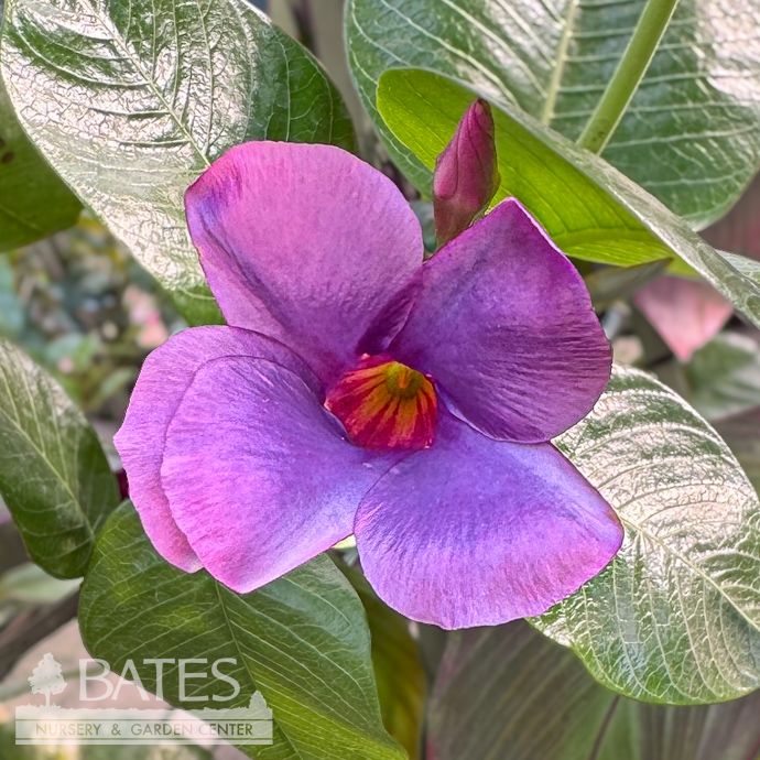 Tropical #2 STK Mandevilla Sun Parasol &#39;Bluephoria&#39; - No Warranty