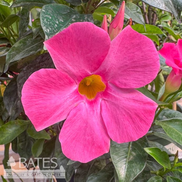 Tropical #2 Mandevilla Sun Parasol &#39;Pretty Pink&#39; - No Warranty