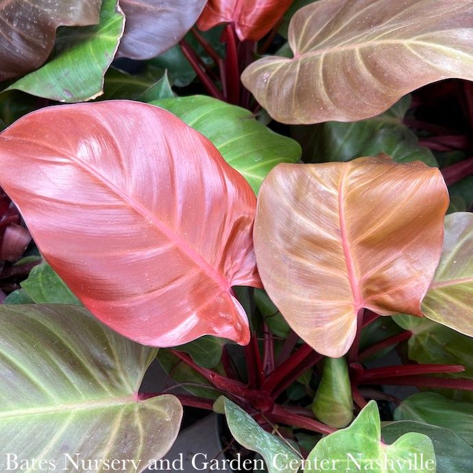 10p! Philodendron McColley&#39;s Finale /Tropical