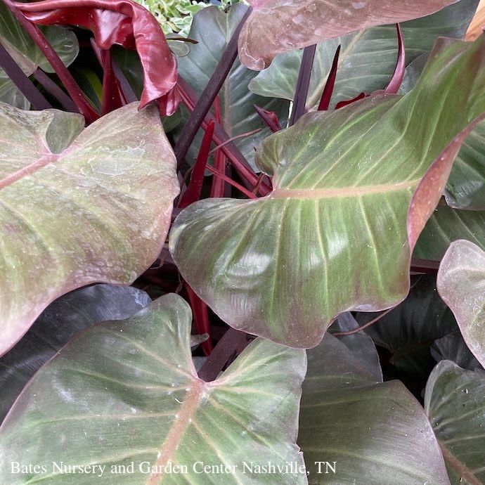 10p! Philodendron McColley&#39;s Finale /Tropical