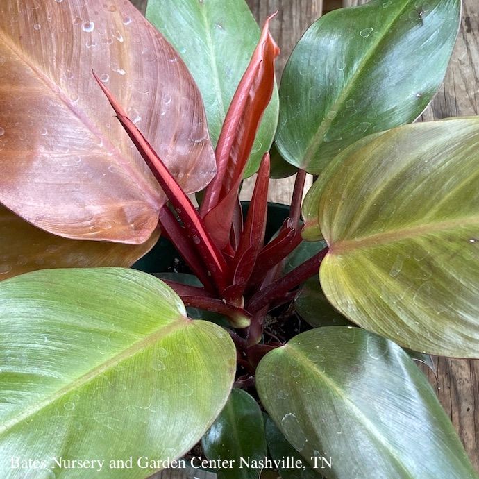 10p! Philodendron McColley&#39;s Finale /Tropical