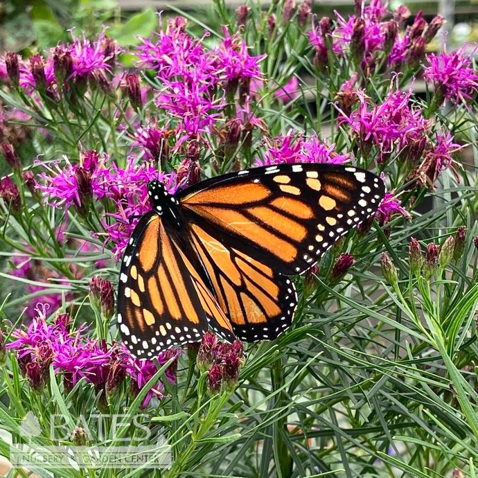 #1 Vernonia lettermanii Iron Butterfly/ Ironweed Native (R)