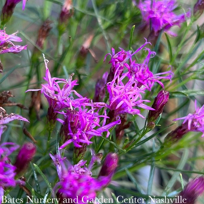 #1 Vernonia lettermanii Iron Butterfly/ Ironweed Native (R)