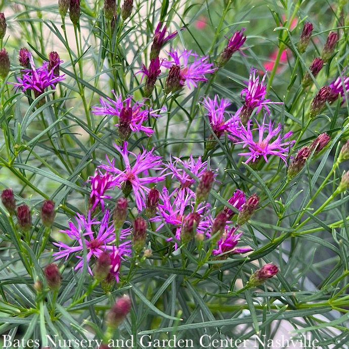 #1 Vernonia lettermanii Iron Butterfly/ Ironweed Native (R)