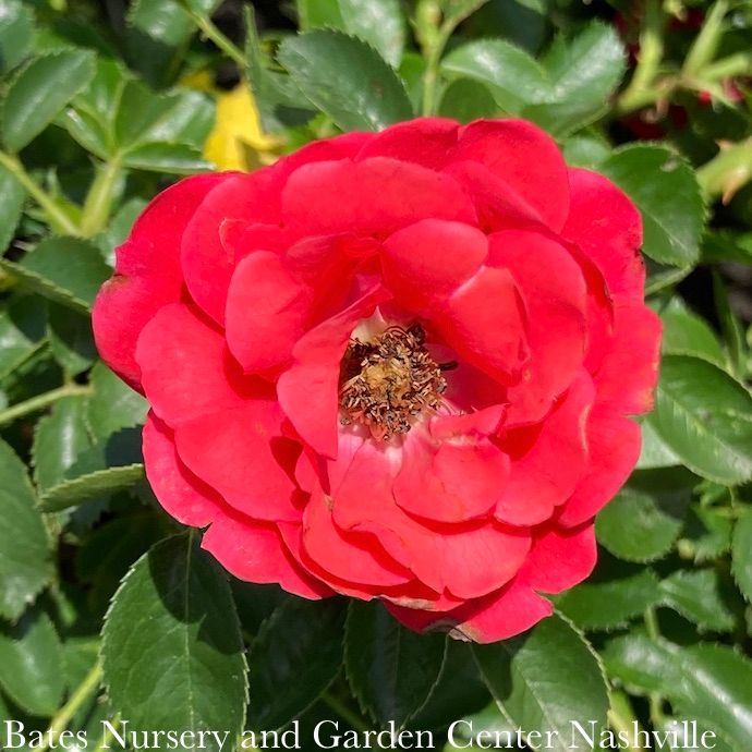 #2 Rosa Flower Carpet &#39;Scarlet&#39;/ Red Groundcover Rose - No Warranty