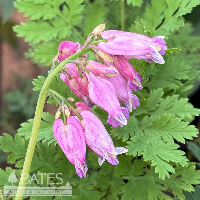 #1 Dicentra x Luxuriant/ Fernleaf Bleeding Heart