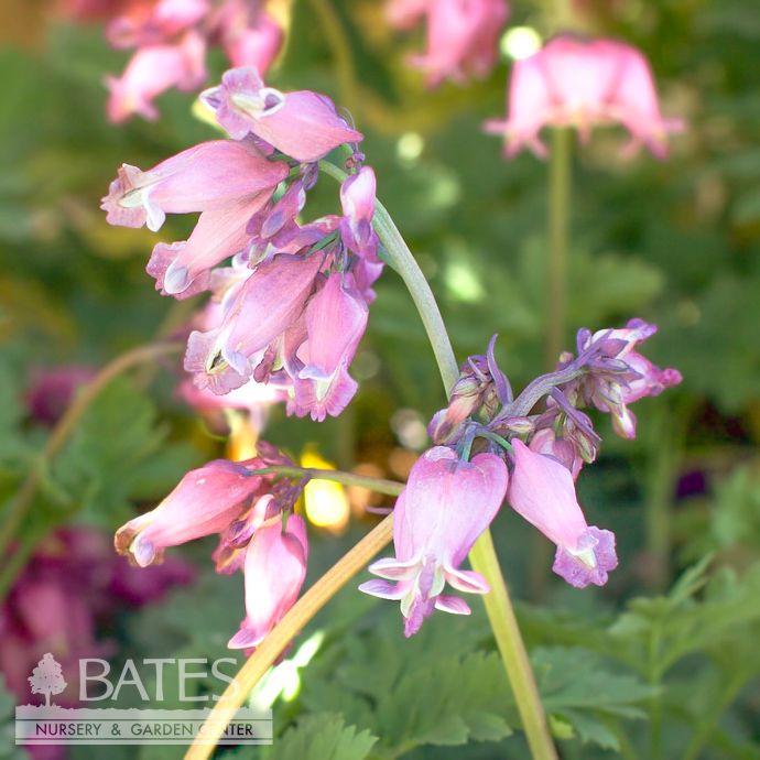 #1 Dicentra x Luxuriant/ Fernleaf Bleeding Heart