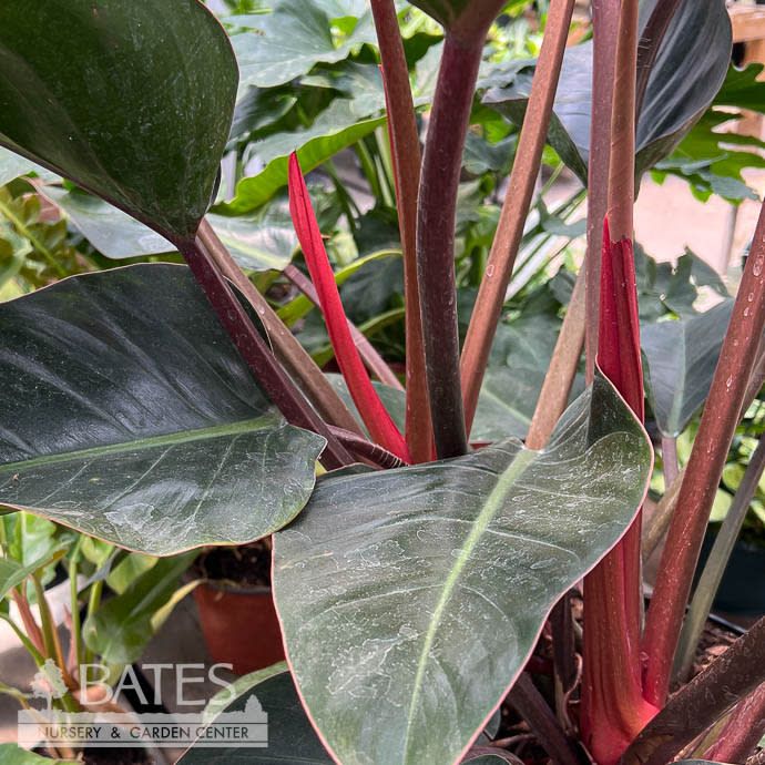 8p! Philodendron Red /Rojo Congo 2ppp /Tropical