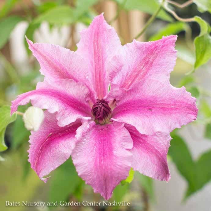 #2 Clematis vit Boulevard &#39;Cherokee&#39;/ Compact Pink