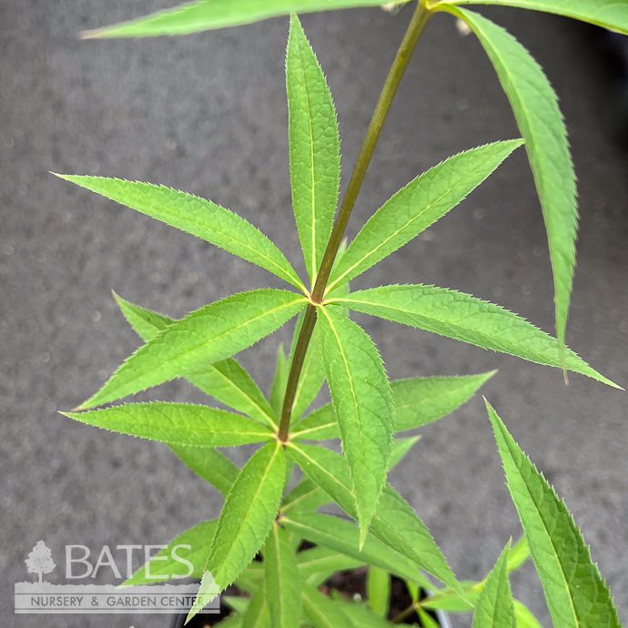 #1 Veronicastrum virg Fascination/ Culver&#39;s Root Native (TN)