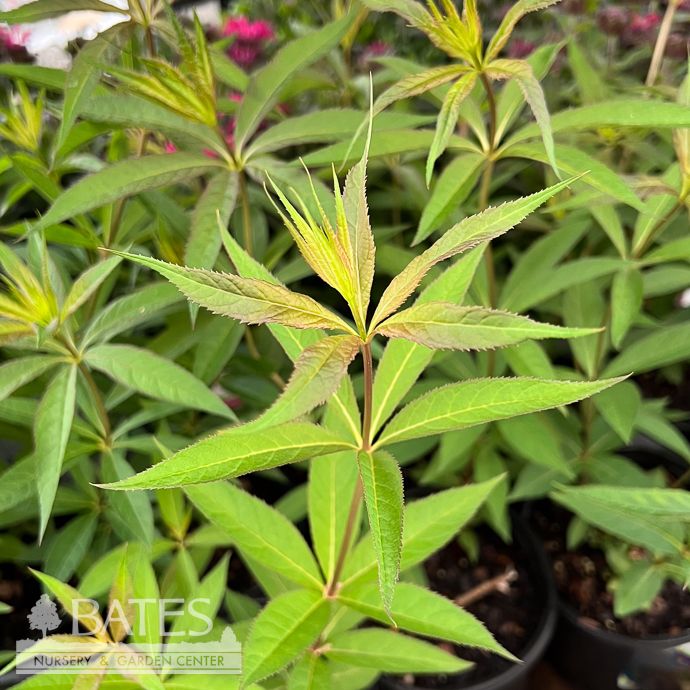 #1 Veronicastrum virg Fascination/ Culver&#39;s Root Native (TN)