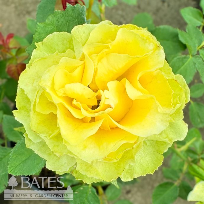#3 Rosa St. Patrick/ Yellow Hybrid Tea Rose - No Warranty