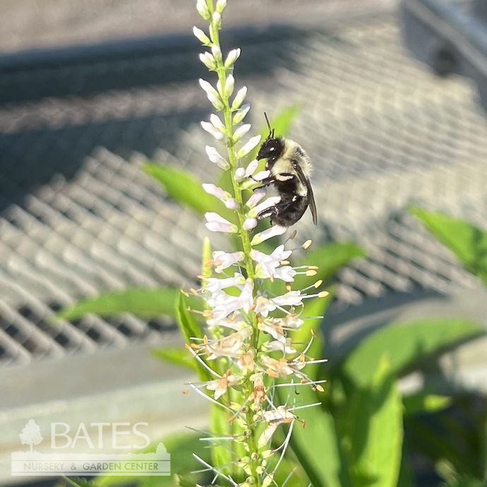 #1 Veronicastrum virginicum/ Culver&#39;s Root Native (TN)