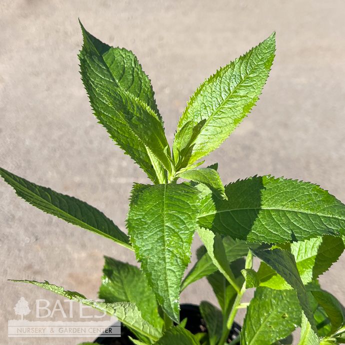 #1 Vernonia nov White Lightning/ New York Ironweed Native (TN)