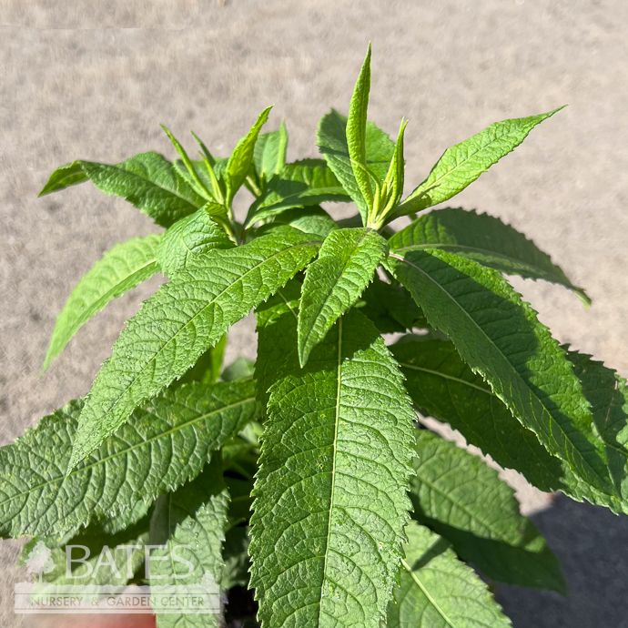 #1 Vernonia noveboracensis/ Ironweed Native (TN)