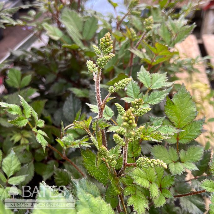#1 Astilbe chin Spotlight/ Pink