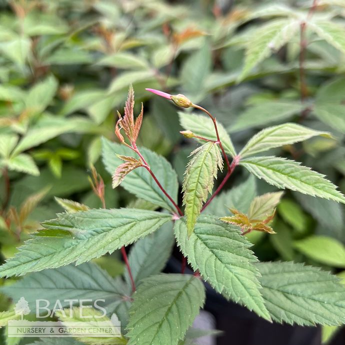 #1 Gillenia tri (Porteranthus tri) Pink Profusion/ Bowman&#39;s Root Native (TN)