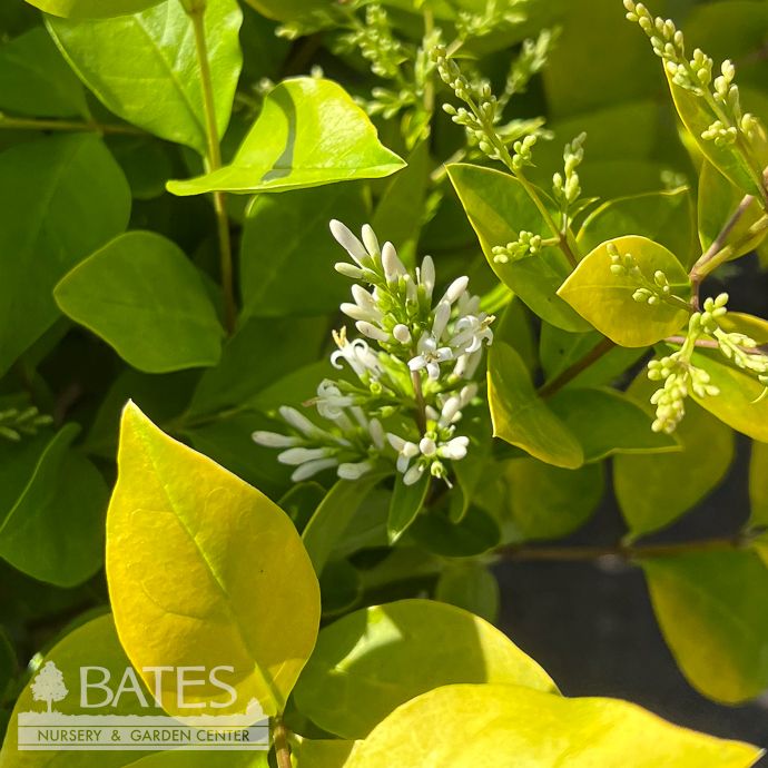 #2 Ligustrum x vicaryi Vicary Golden/ Privet