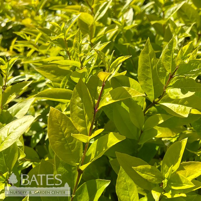#1 Ligustrum x vicaryi Vicary Golden/ Privet
