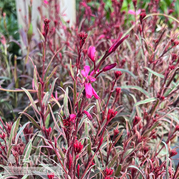 #1 Gaura lind Gambit Variegata Rose
