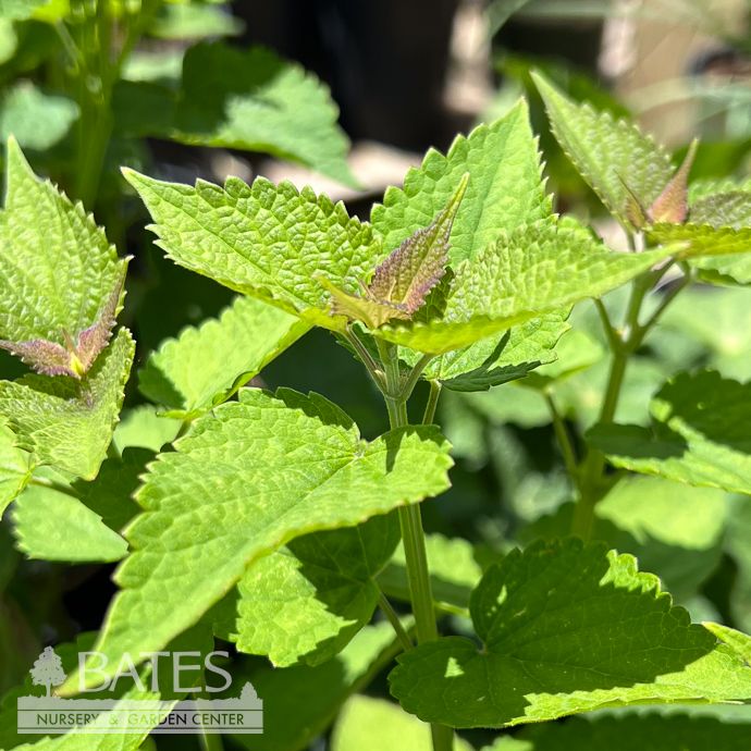 #1 Agastache foeniculum/ Anise Hyssop Native (R)