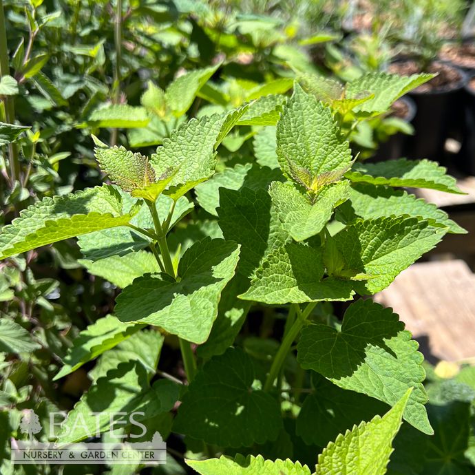 #1 Agastache foeniculum/ Anise Hyssop Native (R)
