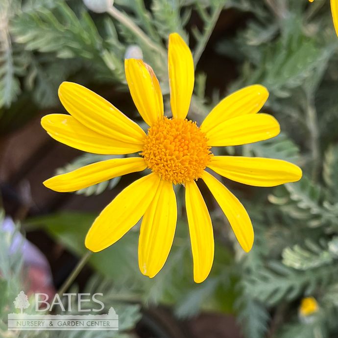 Tropical #1 Euryops pect Munchkin/ Dwarf Euryops  No Warranty