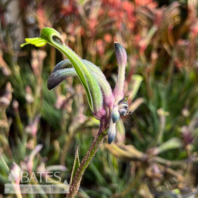 Tropical #1 Anigozanthos Celebrations &#39;Masquerade&#39;/ Kangaroo Paw