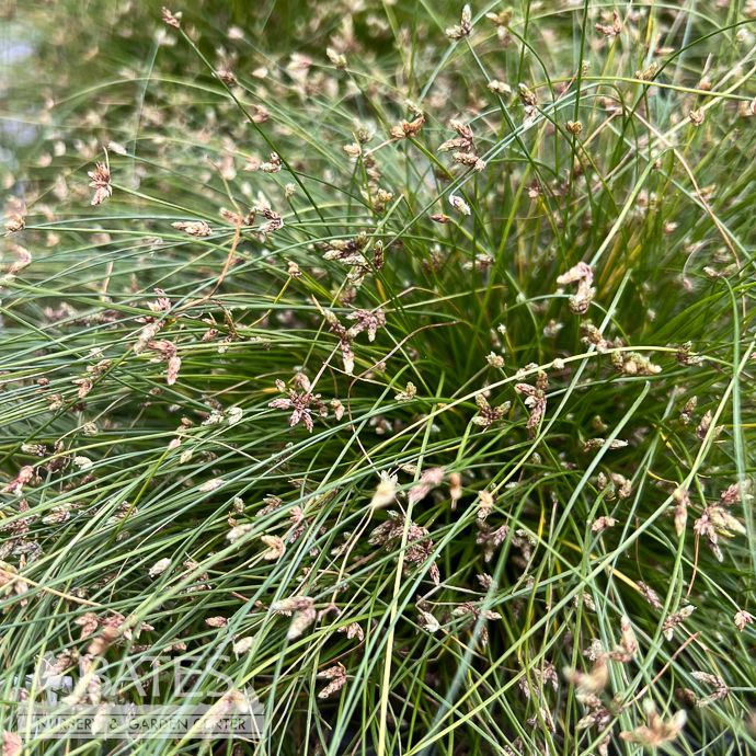 Tropical Grass #1 Isolepis ColorGrass &#39;Live Wire&#39;/ Fiber Optic