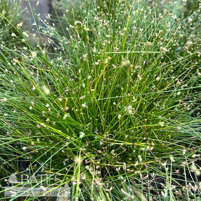 Tropical Grass #1 Isolepis ColorGrass &#39;Live Wire&#39;/ Fiber Optic