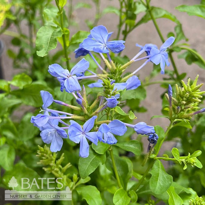 Tropical #1 Plumbago aur Dark Blue - No Warranty