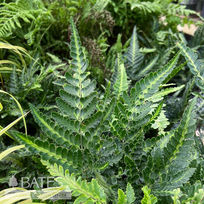 #1 Arachniodes sim Variegata/ Indian Holly Fern