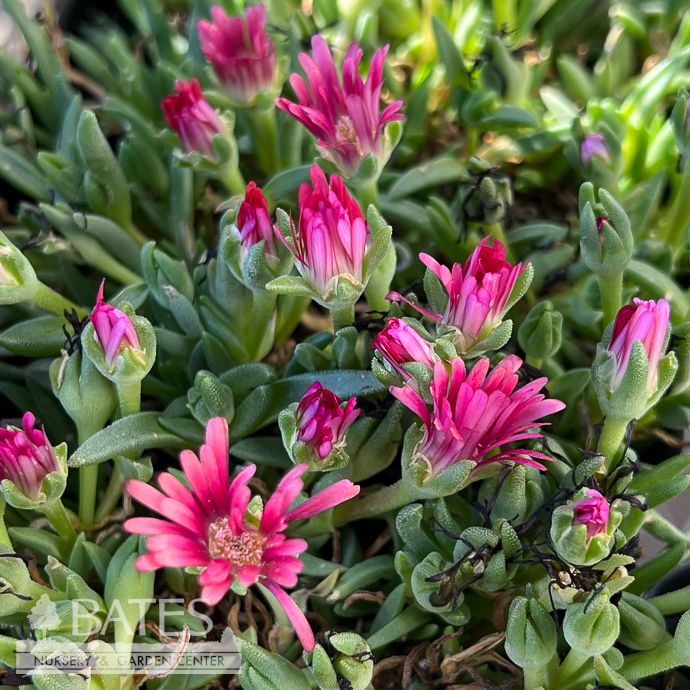 QP Delosperma dyeri/ Orange-coral Ice Plant