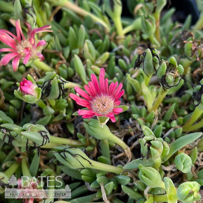 QP Delosperma dyeri/ Orange-coral Ice Plant