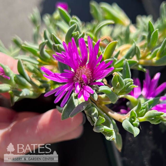 QP Delosperma x John Proffitt/ Fuchsia Ice Plant